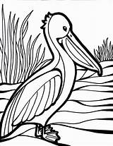 Coloring Pages Bird Gif sketch template