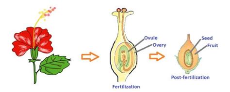 Sexual Reproduction Stages And It S Advantages Science