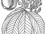 Aesculus Flava Buckeye Yellow Sagebud License Credit sketch template