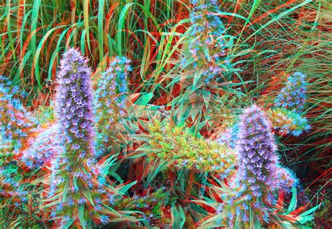 flowers with bees blijdorp 3d anaglyph stereo red cyan flickr