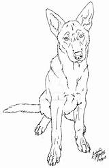 Malinois Belgian Dog Coloring Drawings Deviantart Lineart Pages Canis Choose Board Cool Sheets Pinu Zdroj sketch template
