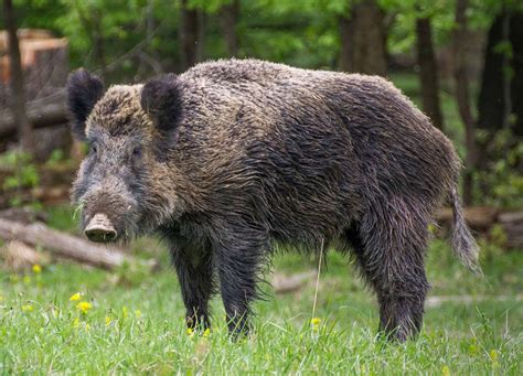 wild boar wallpapers images  pictures backgrounds