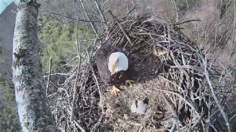 eagle cam catches raccoon sleeping in nest at platte river wpbn