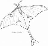 Moth Coloring Lineart Moths Designlooter Insect Favourites sketch template