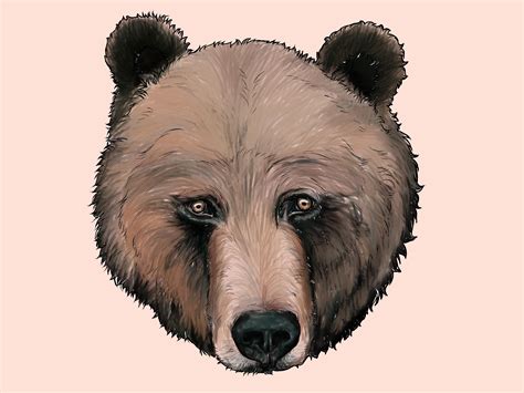draw  grizzly bear  pictures wikihow
