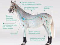 ideeen  anatomie paard anatomie paarden diergeneeskunde