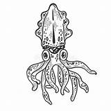 Seppie Tintenfisch Illustrazione Cuttlefish Vektorgrafik Gravur Illustrazioni Illustrationen Vektoren sketch template