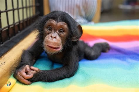 zoo knoxville baby chimpanzee reaches  weeks