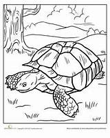 Tortoise Coloring Pages Turtle Galapagos Sulcata Sheets Quilt Education Tortoises Color Worksheets Gopher Getdrawings Getcolorings Colouring Choose Board sketch template