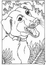 Bloodhound Coloring Pages Getdrawings sketch template