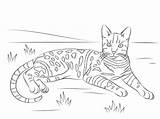 Cat Coloring Bengal Pages Tabby Spotted Printable Brown Cats Adult Drawing Realistic Adults Easy Striped Supercoloring Ausmalen Print Bengalen Top sketch template