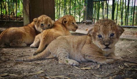 drieling leeuwenwelpjes geboren  safaripark beekse bergen foto ednl