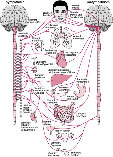 uebersicht ueber das autonome nervensystem neurologische krankheiten