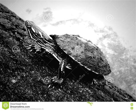 basking turtle stock image image  animal warmth sunlight