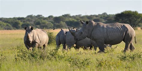 khama rhino sanctuary nashorn schutzgebiet  botswana info botswana