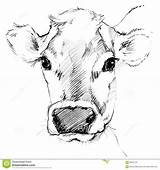 Cow Drawing Face Drawings Sketches Sketch Pencil Draw Animal Baby Head Easy Step Cartoon Painting Cows Sketching Dairy Paintings Mucca sketch template