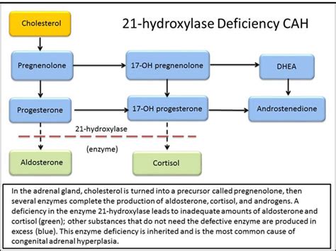 17 hydroxyprogesterone pathology tests explained