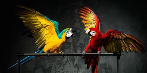 parrot lifespan comparison  long  parrots   parrot cage