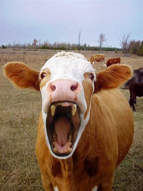 it s the mad cow disease will be keeping my feet under the covers tonight funny cow pictures