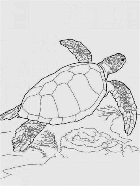 coloring pages turtles  printable coloring pages