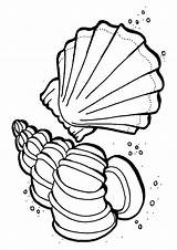 Ozean Shells Sea Ausmalbild Seashells sketch template