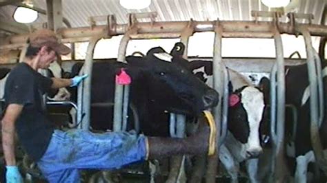 Senator Video Of Cow Abuse Staged Advocacy Group Considers Lawsuit Kboi