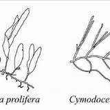 Representation Talli Macrophyte Prolifera Caulerpa sketch template