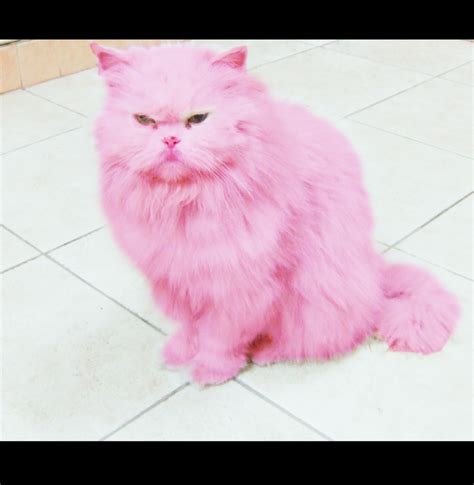 pink cat  emiraty  deviantart