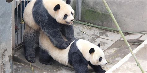 pandas set record with epic sex marathon nsfw huffpost