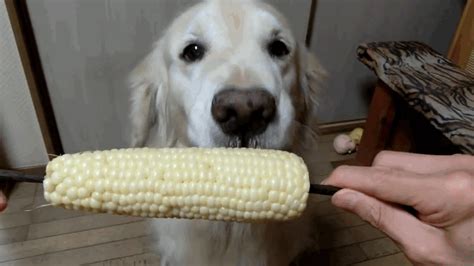 Golden Retrievers Fail At Some Things But Not At Eating Corn On The Cob