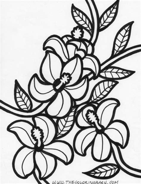 coloring pages  hibiscus flowers coloring home
