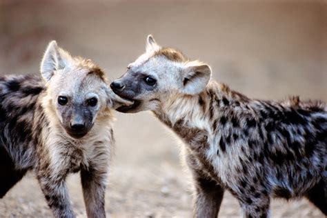 hyena pictures  wallpapers pets cute  docile