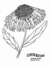 Coloring Pages Wildflower Comments Library Clipart sketch template
