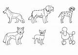 Razas Perritos Husky Siberiano Chihuahua Niños Mascotas Ninos Domésticos Mascota sketch template