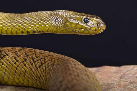 venomous snake   world embora pets