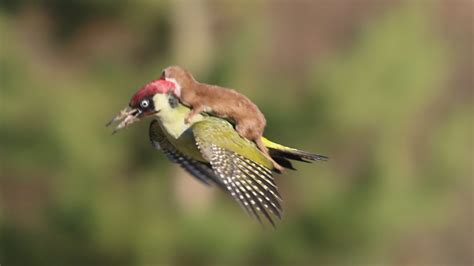 here s a weasel riding a woodpecker