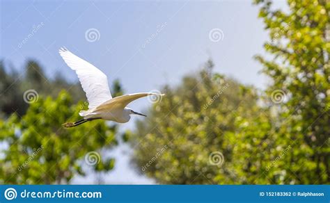 bird cattle egret  flight  forest stock photo image  backgroud high