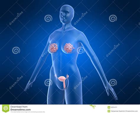 Female Sex Organs Stock Illustration Illustration Of Breast 5331471