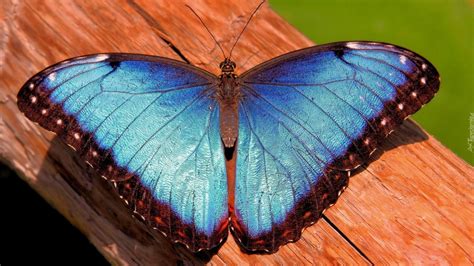 niebieski motyl drewno