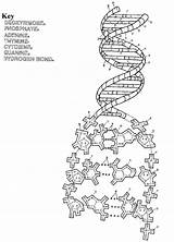 Coloring Dna Biology Pages Science Molecule Worksheet Replication Transcription Translation Acid Sheets Colouring Genetics Worksheets Color Molecular Printable Nucleic Activity sketch template