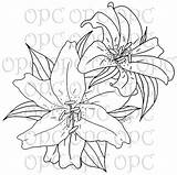 Stargazer Lily Drawing Lilies Tiger Flower Digital Stamp Coloring Getdrawings Description sketch template