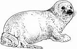Seal Animals Colouring Whale sketch template