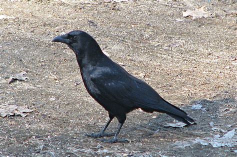 crow