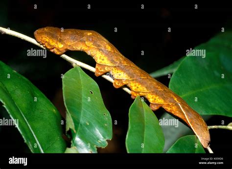 noctuid moth caterpillar thailand clinging  leaf orange yellow