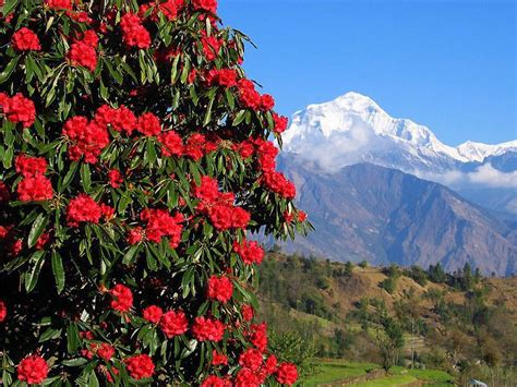 Nepali Flowers National Flower Of Nepal Travel Nepal Pinterest