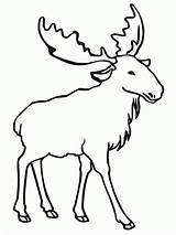 Elk Moose Uniquecoloringpages Bull Coloringhome Insertion sketch template