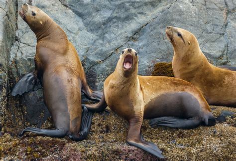 steller sea lions vancouver island british columbia jens preshaw