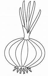 Cebolla Planta Bestcoloringpagesforkids Onions Dibujosonline sketch template