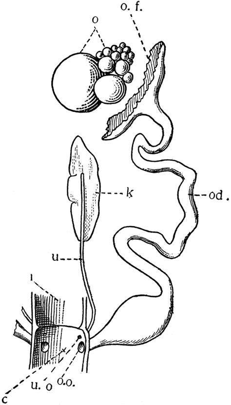 Female Organs Diagram Female Reproductive System Cobie Iles