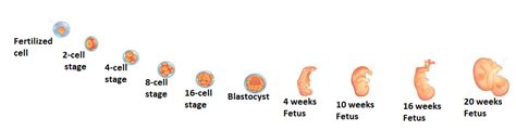 embryology embryo genesis duration and stages of pregnancy